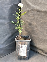 Роза миниатюрная Уайт Джем